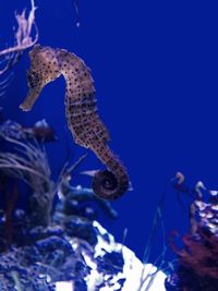 Close-up of turtle swimming in aquarium