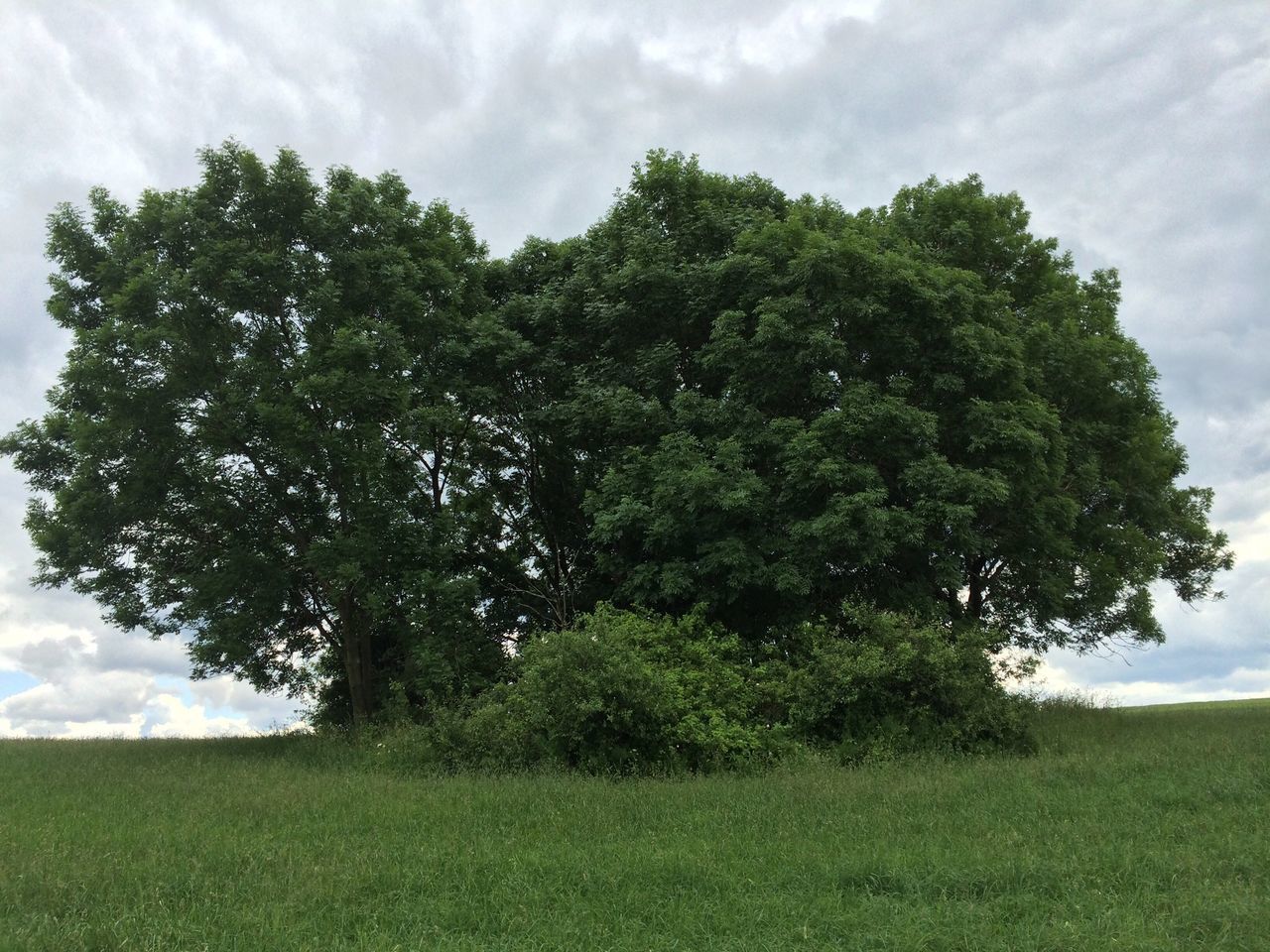 sky, grass, tree, green color, tranquility, cloud - sky, tranquil scene, field, growth, landscape, grassy, cloudy, beauty in nature, nature, scenics, cloud, green, day, outdoors, no people