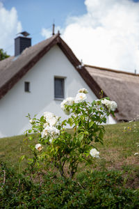 Flowers on plant against building