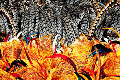 Close-up of autumn leaves