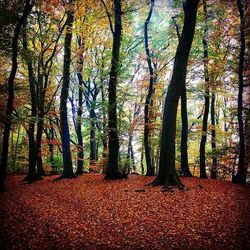 Trees in forest