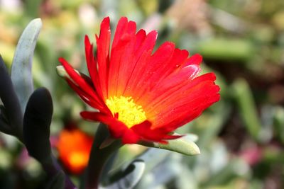 Close-up of red flowering plant