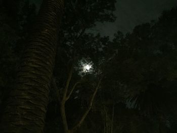 Low angle view of trees against sky