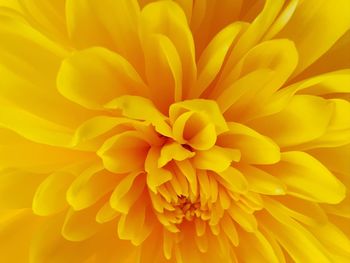 Full frame shot of yellow dahlia flower