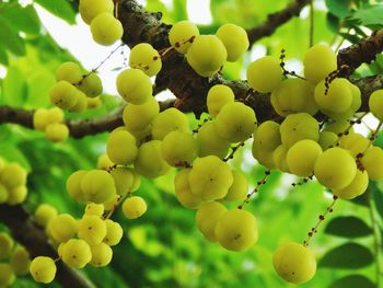 Low angle view of fruits growing on tree