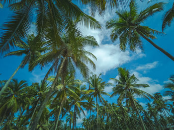 Low angle view of palm trees against blue sky