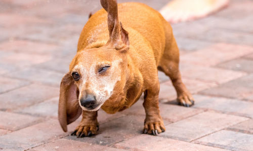 Close-up of dog looking away on footpath