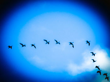 Low angle view of birds flying against blue sky