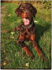 Portrait of dog on grassy field