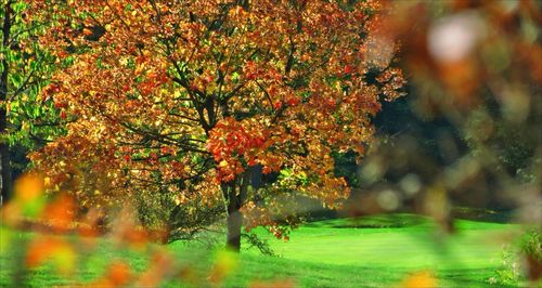 Close-up of flowering plants during autumn