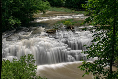 Scenic view of waterfall in forest