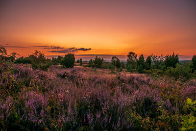 Plants growing on field against sky during sunset