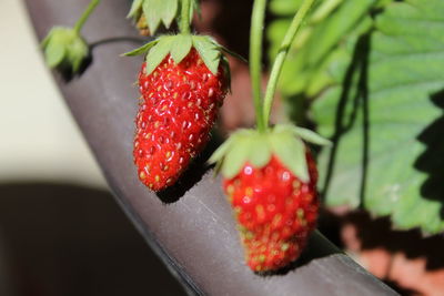 Close-up of strawberries on plant