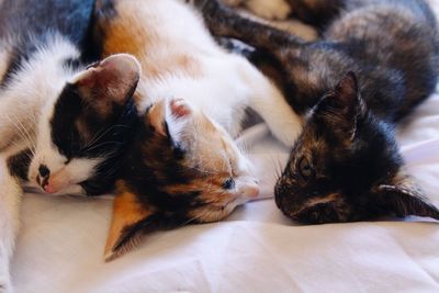 High angle view of cats relaxing