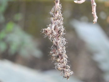 Close-up of frozen plant during winter