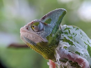 Iguana Reptile