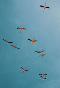 Low angle view of flamingos flying against sky