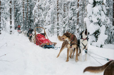 View of dogs on snow covered landscape