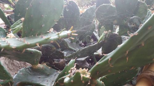 High angle view of succulent plant on field