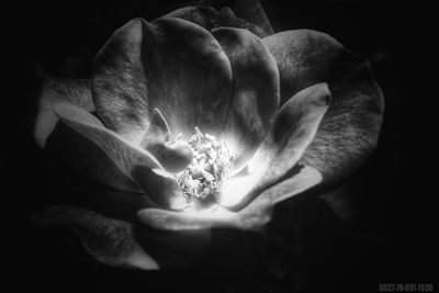 Close-up of flower over black background