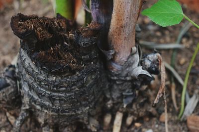 Close-up of tree trunk