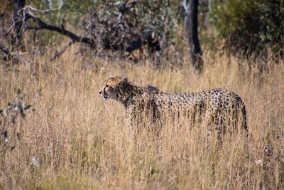 View of a cat on grass