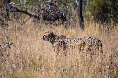 View of a cheetah in grass