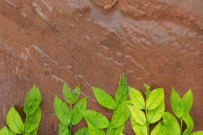 High angle view of wet leaves on field