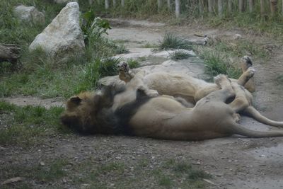 View of trees in forest