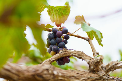 Close-up of grapes growing in vineyard