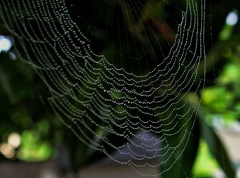 Close-up of spider on web