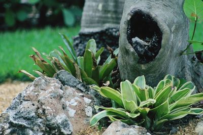 Close-up of plant growing on rock