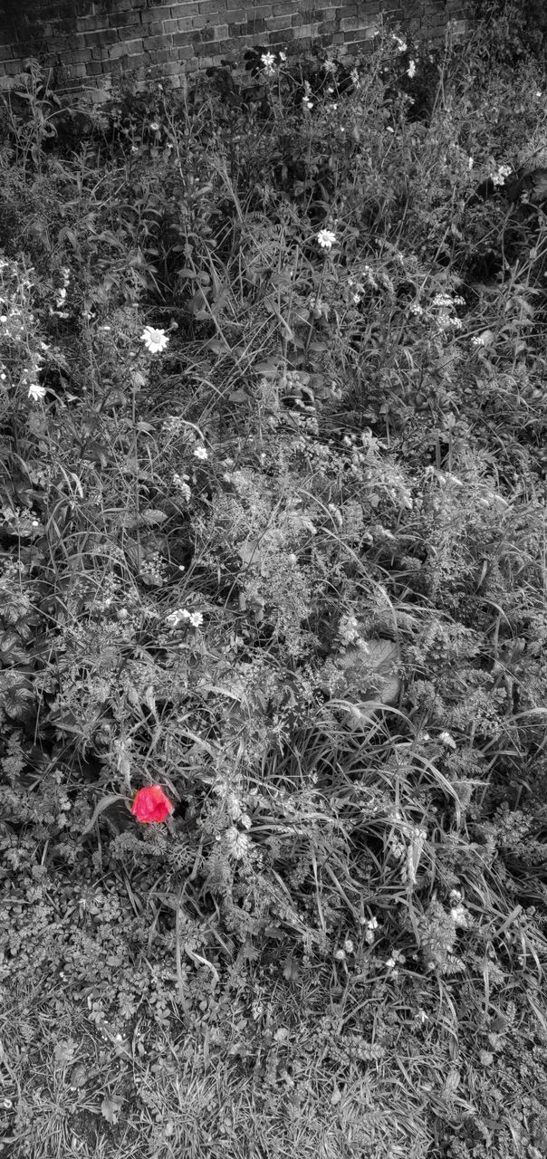 HIGH ANGLE VIEW OF RED FLOWERING PLANT ON LAND