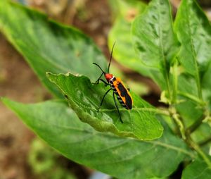 Close-up of insect on leaf