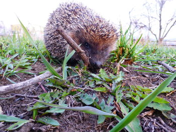 Close-up of an animal on field