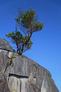 Low angle view of old tree against blue sky