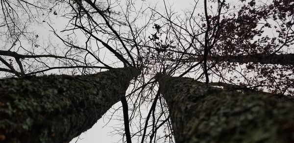 Low angle view of bare trees against sky