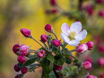 Close-up of pink flowering plant
