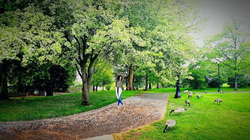 Trees in park