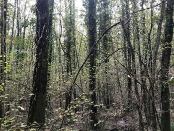 Trees growing in forest