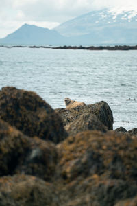 Seals bathing in sun at ytri tunga beach in iceland