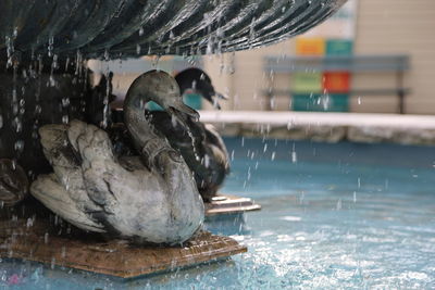 Close-up of  iron duck in fountain.