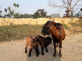 Horses in a field