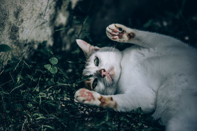 Cat relaxing in a sunlight