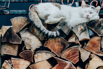Close-up of cat resting on wooden log