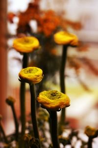 Close-up of yellow flowering plant