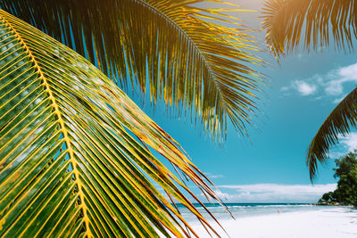 Low angle view of palm trees against sky