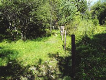 Scenic view of grassy field