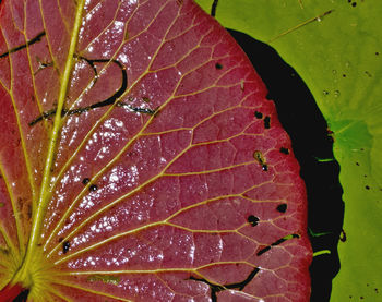 Close-up of leaves