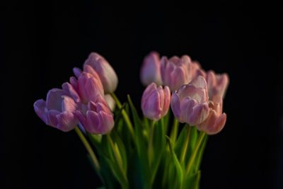 Close-up of pink flowering plant against black background